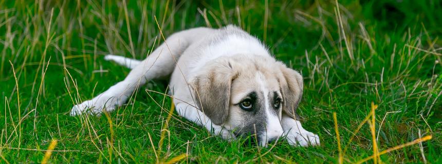 Top Signs Your Dog Suffers from Noise Aversion