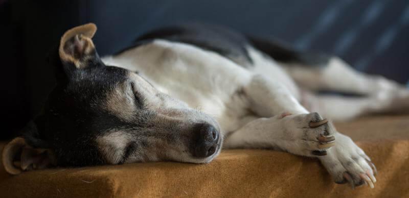 Can You Give Dogs Paracetamol? Pain Relief For Dogs