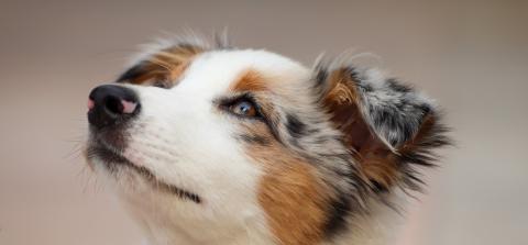 Common Eye Conditions in Cats and Dogs
