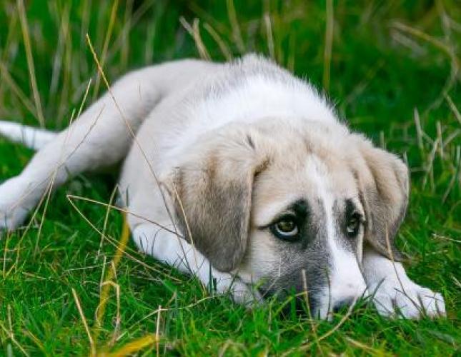 Top Signs Your Dog Suffers from Noise Aversion