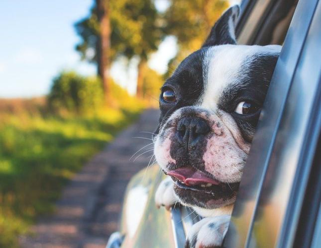 The Best Veterinary Visit Ever!