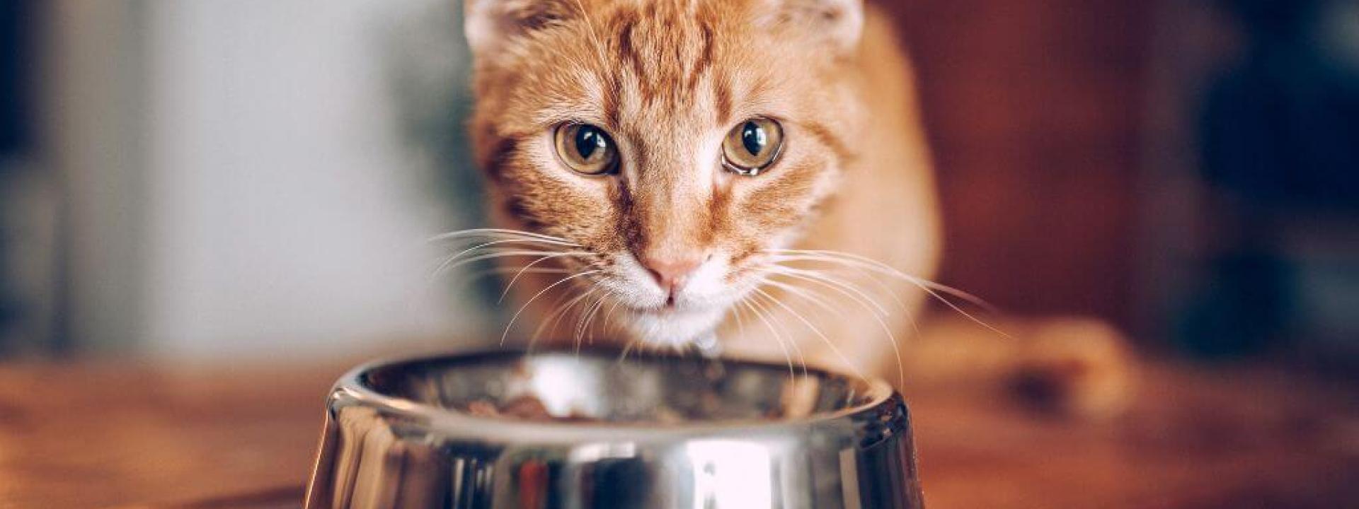 Cat eating food from a bowl.